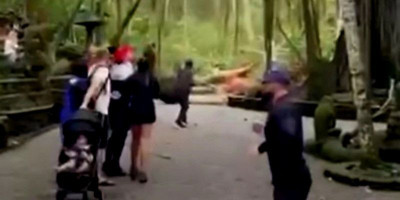 Insiden Pohon Tumbang di Monkey Forest Ubud Bali, Dua Turis Asing Tewas