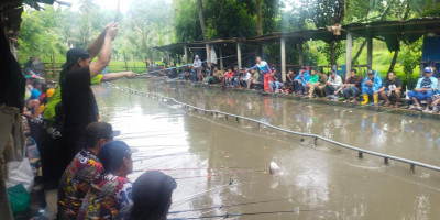 Pesona Mabar Gurame Kolam Pancing Sumber Beling Karangploso