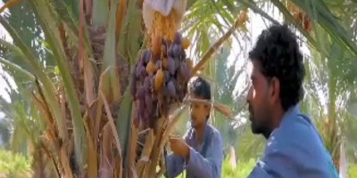 Metode Canggih Muslim Uighur Menanam Pohon Kurma di Gurun Pasir Xinjiang  