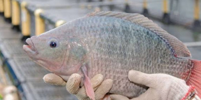 Manfaat Ikan Nila untuk Stamina Pria, Ini Penjelasan Prof. Rokhmin Dahuri