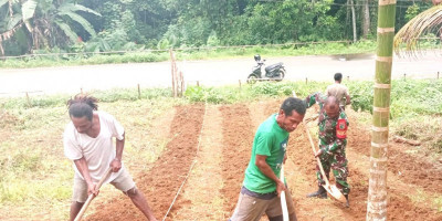 Tingkatkan Produktivitas Pertanian, Babinsa Biak Barat Bantu Warga Penyiapan Lahan Pertanian