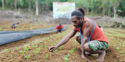 TMMD Ke-123 di Biak Manfaatkan Lahan Tidur Menjadi Produktif