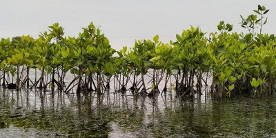 Oval Grup Dukung Rehabilitasi Mangrove di Karawang