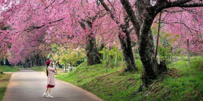 Musim Sakura di Jepang Dimulai, Simbol Keindahan dan Perubahan