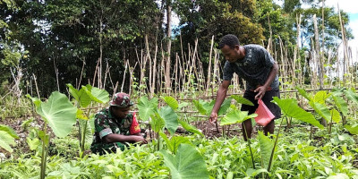 Tingkatkan Hasil Pertanian, Babinsa Biak Utara Dampingi Warga Lakukan Pemupukan Sayuran