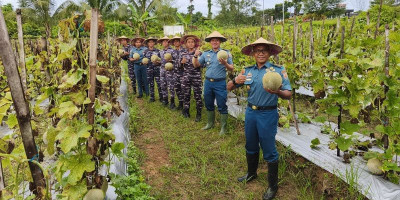 Koarmada III Panen Perdana Melon, Wujud Nyata Dukung Ketahanan Pangan Nasional