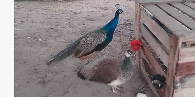 Burung Merak Menetas di Kampus, Fakultas Pertanian Unimal Tunjukkan Komitmen Pelestarian Satwa