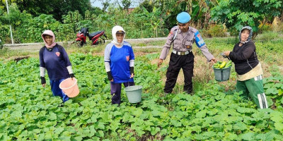 Polisi Cinta Petani Dukung Ketahanan Pangan Lewat Program P2B di Sidoarjo