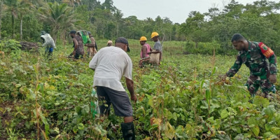 Tingkatkan Swasembada Pangan, Babinsa Numfor Bantu Petani Panen Kacang Hijau