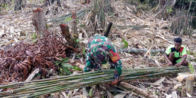  Babinsa Supiori Selatan Bantu Warga Angkat Bambu Penyangga Tanaman