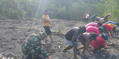Tingkatkan Hanpangan, Babinsa Numfor Bantu Warga Tanam Bibit Jagung