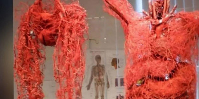 Jaringan Ajaib Pembuluh Darah Manusia: Jalan Raya Kehidupan Sepanjang 60.000 Mil