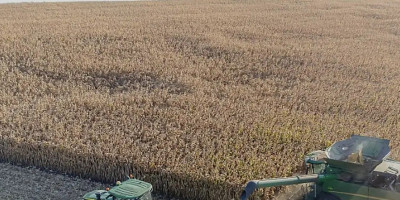 Bukan Sekadar Tanaman Pangan, Jagung Jadi Senjata halus amerika di Medan Perang Global Tanpa Peluru