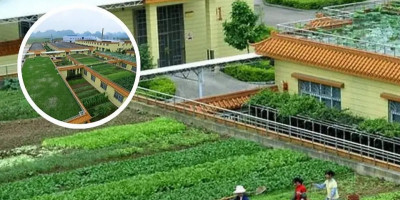 Urban Farming Level Dewa dari China: Atap Gedung Jadi Sawah