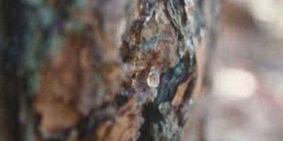 Buka Tutup Industri Getah Pinus Cederai Citra Investasi Aceh