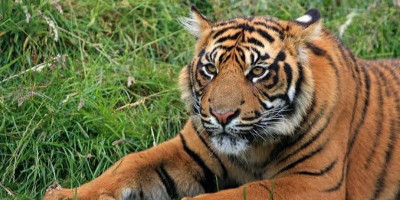 Satwa Liar Lebih Baik Dipelihara Karena di Hutan Banyak Pemburu?