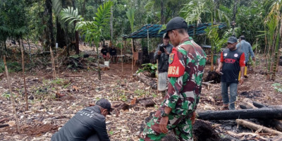 Dukung Hanpangan, Babinsa Biak Timur Tanam Pisang Bersama Warga