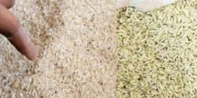 Marak Beras Premium Oplosan: Pelaku Usaha Ungkap Motif di Balik Campuran