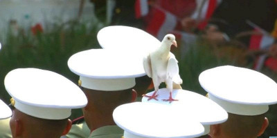 Momen Unik, Merpati Putih Hinggap di Kepala Prajurit