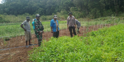 Tingkatkan Hanpangan, Babinsa Numfor Bantu Warga Panen Sayur di Mandori Sup