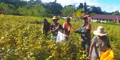 Dorong Kemandirian Pangan, Babinsa Numfor Panen Kacang Hijau Bersama Warga