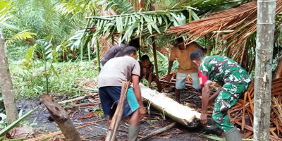 Dorong Pelestarian dan Peningkatan Ekonomi, Babinsa Biak Barat Bantu Warga Olah Sagu