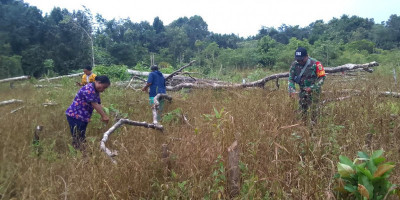 Sukseskan Hanpangan, Babinsa Numfor Bantu Panen Pokem Bersama Masyarakat