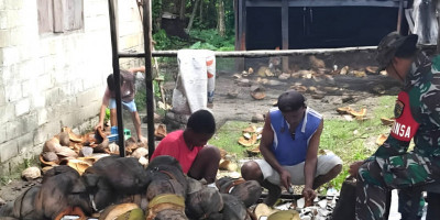 Dukung Ekonomi Warga, Babinsa Numfor Bantu Warga Proses Pembuatan Kopra