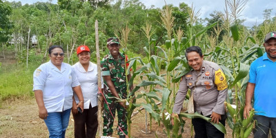 Perkuat Ketahanan Pangan, Babinsa Dampingi Koptan Panen Jagung