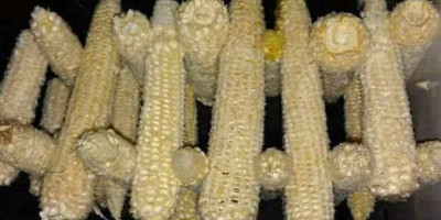 Mengubah Limbah Tongkol Jagung Menjadi Pati Pengental Melalui Proses Gelatinisasi