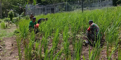 Dorong Hanpangan Warga, Babinsa Biak Utara Bantu Bersihkan Kebun Padi Gogo