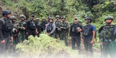 Empat Kebun Ganja di Pegunungan Bintang Berhasil Diungkap Satgas Gabungan Pamtas 