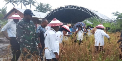 Dukung Hanpangan, Babinsa dan Distan Biak Numfor Panen Padi
