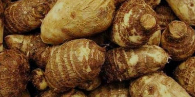 Menggali Potensi Talas Beneng sebagai Inovasi Unggulan Pertanian Banten
