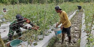 Babinsa Koramil Mapurujaya Bantu Salah Satu Petani Binaan Panen Tomat