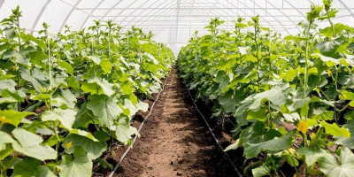 Peran Agroindustri dalam Pembangunan Pertanian dan Ekonomi Nasional Indonesia