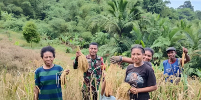 Dukung Hanpangan, Babinsa Warsa Dampingi Petani Panen Padi