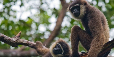 Menyambut Hari Owa Sedunia: Primata Dilindungi yang Kerap Menjadi Korban Kepemilikan Ilegal