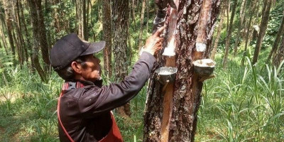 Perhutani dan LMDH Lembang Perkuat Sinergi untuk Tingkatkan Produksi Getah Pinus