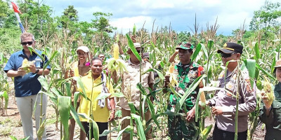 Tingkatkan Produktivitas Pertanian, Babinsa Biak Utara Dampingi Petani Panen Jagung