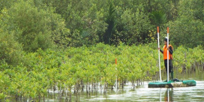 Best Practice PHM: Kolaborasi Rehabilitasi Mangrove Delta Mahakam Kontribusi Nyata Mitigasi Karbon
