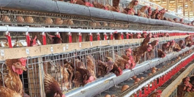 Peternak Tolak Rencana BPI Danantara Masuk Bisnis Unggas membangun Peternakan, matikan UMKM usaha Peternak ayam