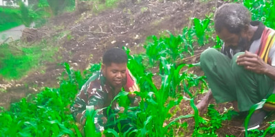 Jaga Pertumbuhan Tanaman, Babinsa Bantu Petani Bersihkan Kebun Jagung Warga