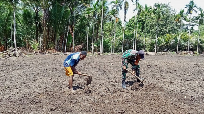 Babinsa Supiori Utara Dukung Petani Olah Lahan Padi dan Jagung di Yenggarbon