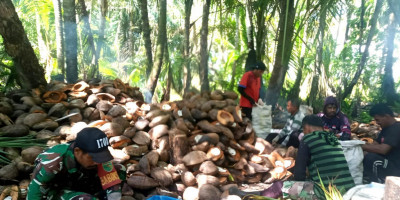 Dukung Kegiatan Natal, Babinsa dan Jemaat GKI Bethesda Gotong-Royong Olah Kopra