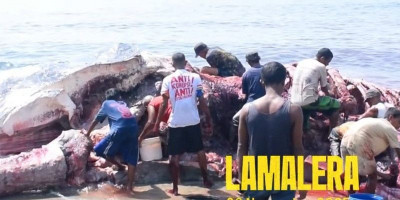 Nelayan Lamalera Berhasil Tangkap Paus Sepanjang 20 Meter