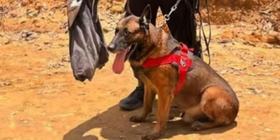 Anjing Pelacak K-9 