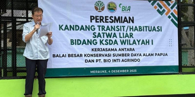 PT Bio Inti Agrindo dan BBKSDA Papua Resmikan Kandang Habituasi Satwa Sitaan di Merauke