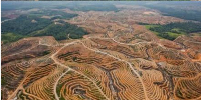 Firman Subagyo Desak Menhut Beberkan 12 Nama Perusahaan Perusak Hutan