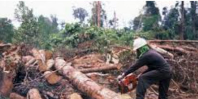 Publik Diajak Beri Masukan Perbaikan Tata Kelola Hutan
